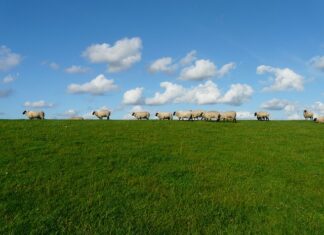 sleep sheep