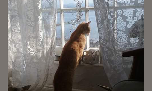 hello-Evil-Elvis-the-Cat