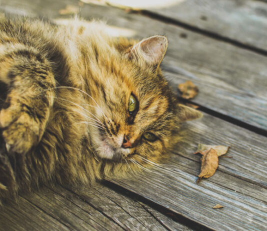 A Bird In The Bathroom A Bird In The Bathroom