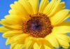 Let Him Go sun-flower