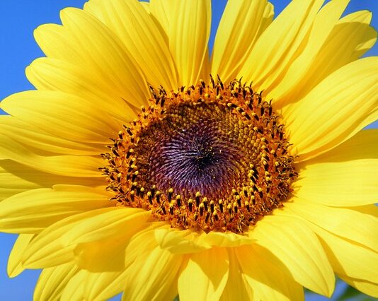 We Let Him Go The Hardest Thing I Ever Had To Do Let Him Go sun-flower