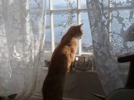 Hello! How do you make an introduction that’s not boring hello-Evil-Elvis-the-Cat