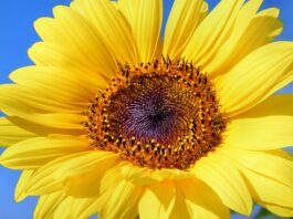 We Let Him Go The Hardest Thing I Ever Had To Do Let Him Go sun-flower