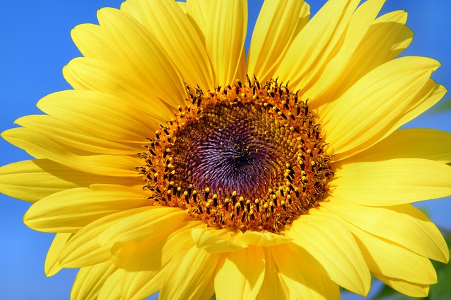 Let Him Go sun-flower Let Him Go sun-flower