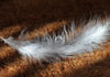 The Old Storeman and the Feather