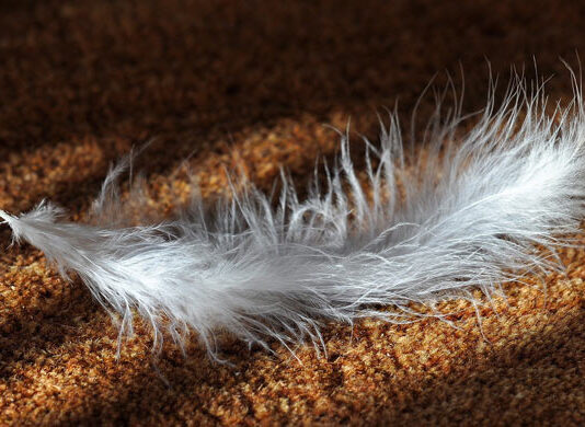 The Old Storeman and the Feather