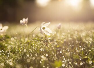 When Blue Skies Return: A Widow’s Voice when blue skies return peaceful spring morning