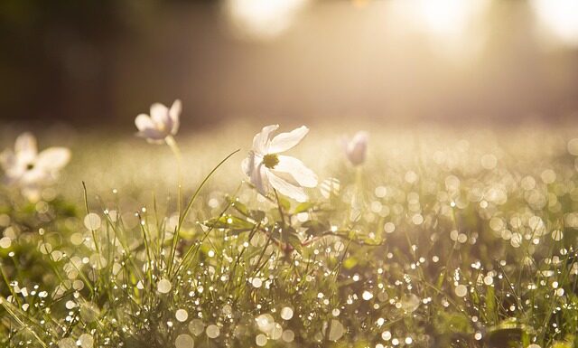when blue skies return peaceful spring morning