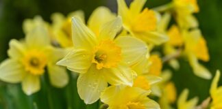 mortgage protection after cancer Ireland