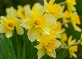 mortgage protection after cancer Ireland