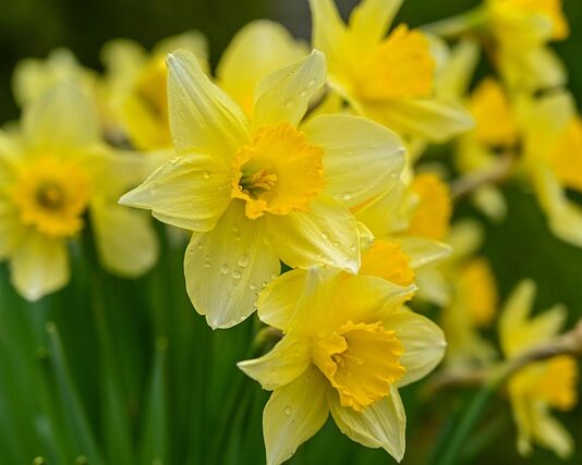 mortgage protection after cancer Ireland