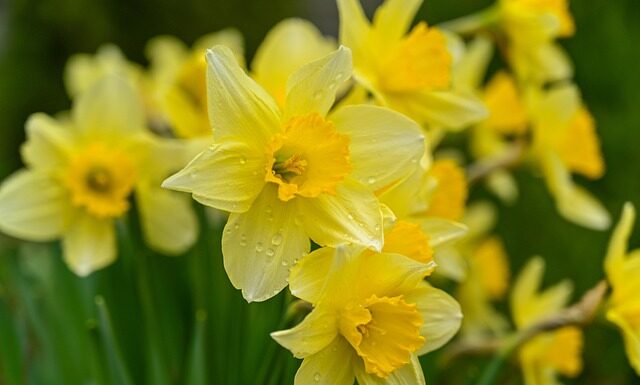 mortgage protection after cancer Ireland